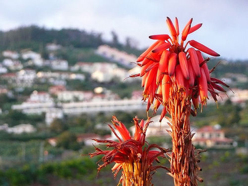 Vivere a Madeira, Portogallo